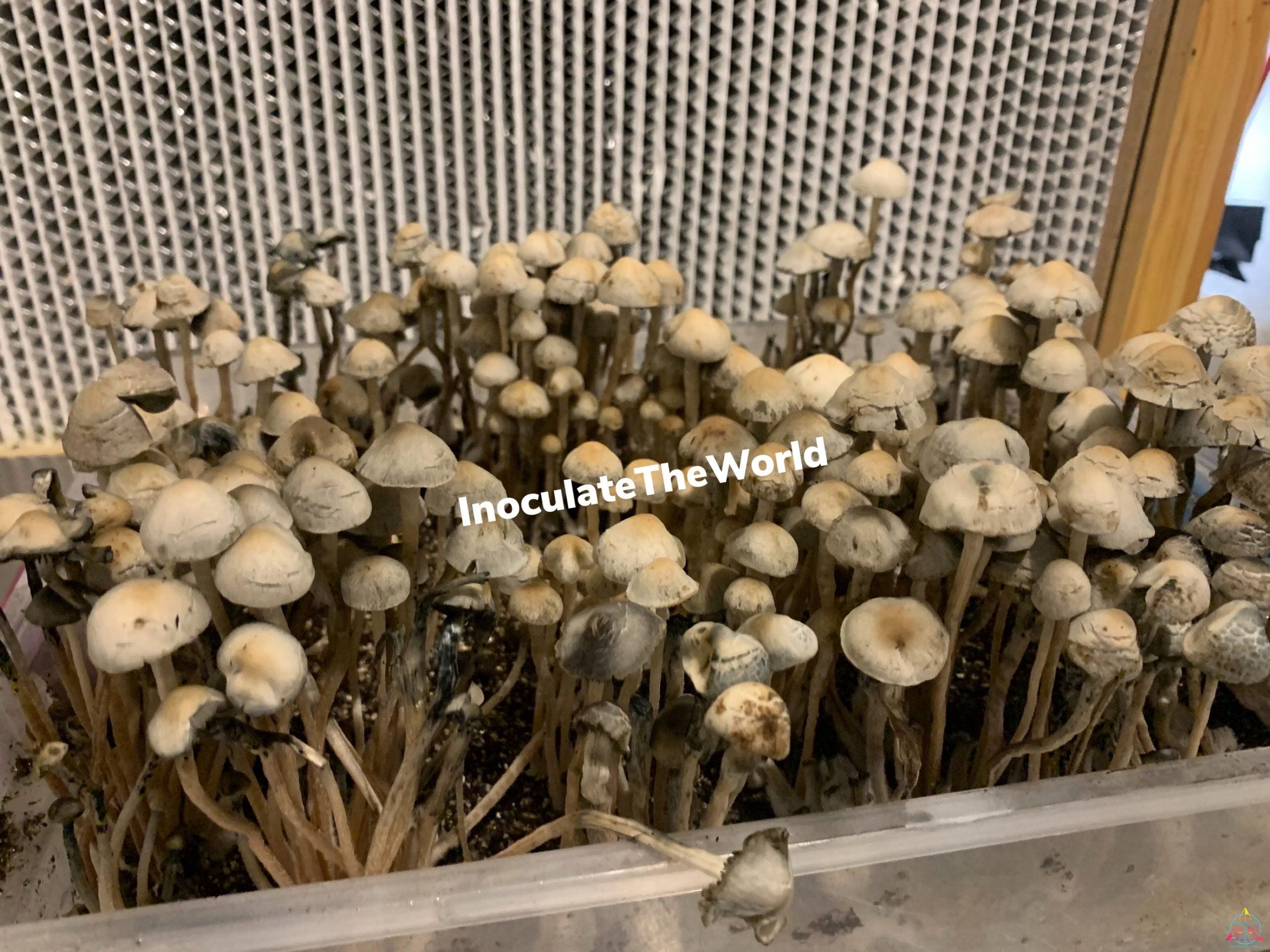 Panaeolus cyanescens “Bunnell FL” Spore Print