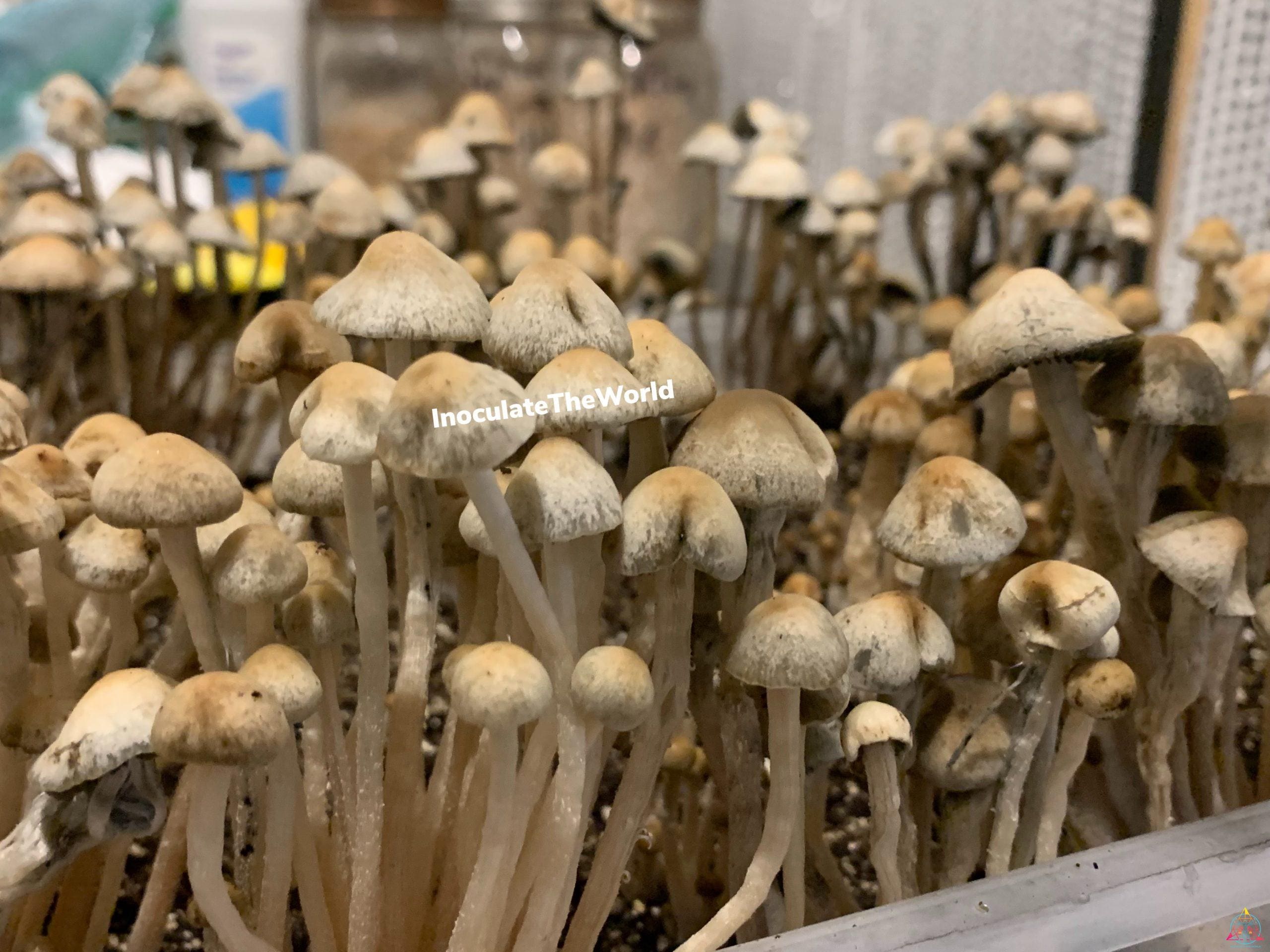Panaeolus cyanescens “Bunnell FL” Spore Print - Image 2