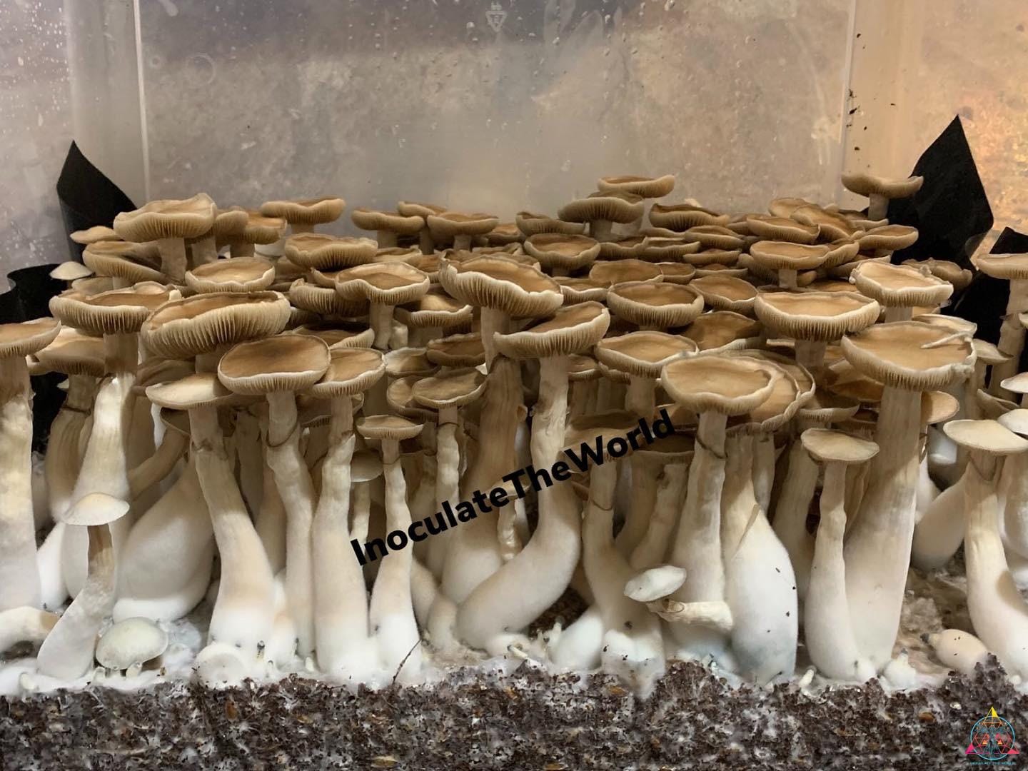 Rusty Melmac Revert Isolated Spore Syringe - Image 6