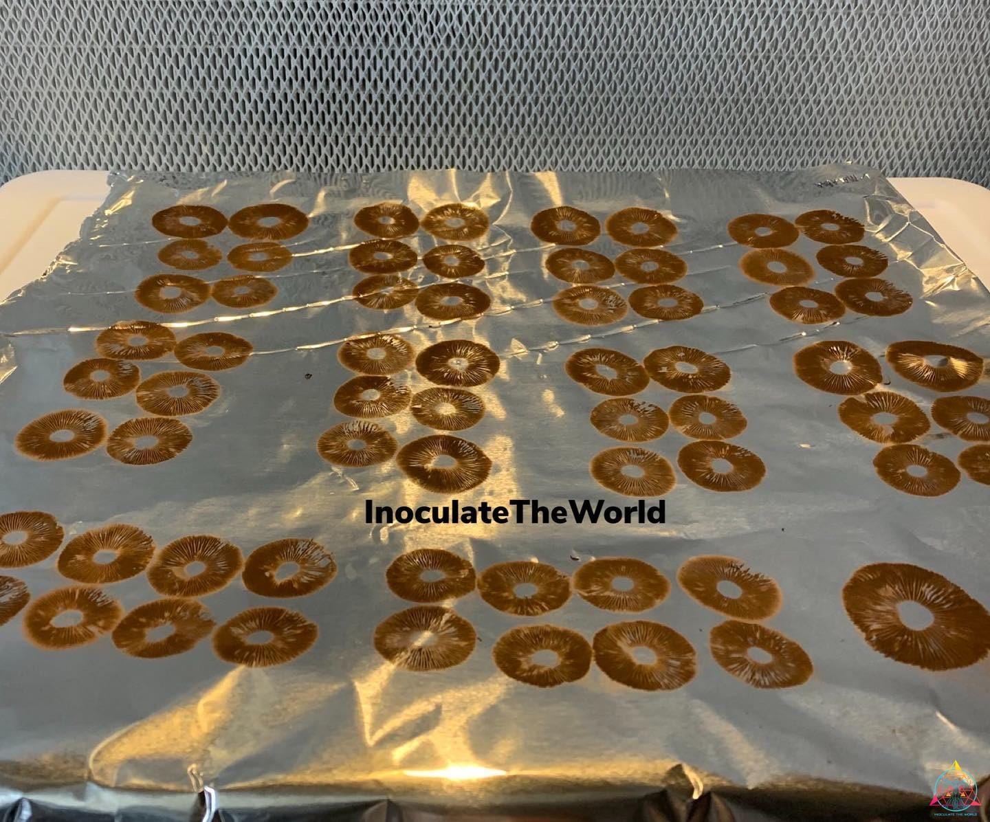 Rusty Melmac Revert Isolated Spore Syringe - Image 4