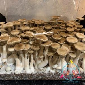 Rusty Melmac Revert Cubensis mushroom flush