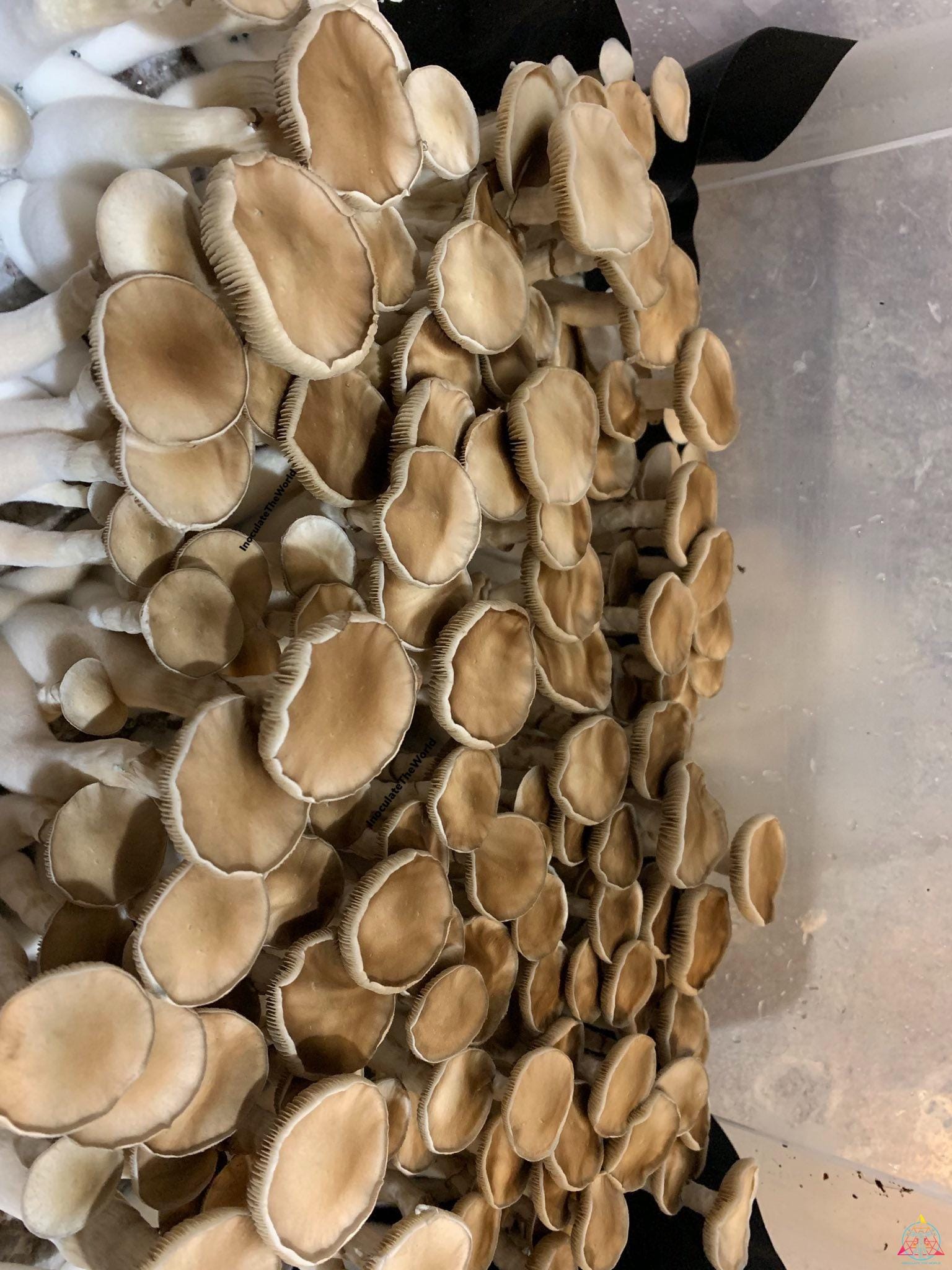 Rusty Melmac Revert Isolated Spore Syringe - Image 3