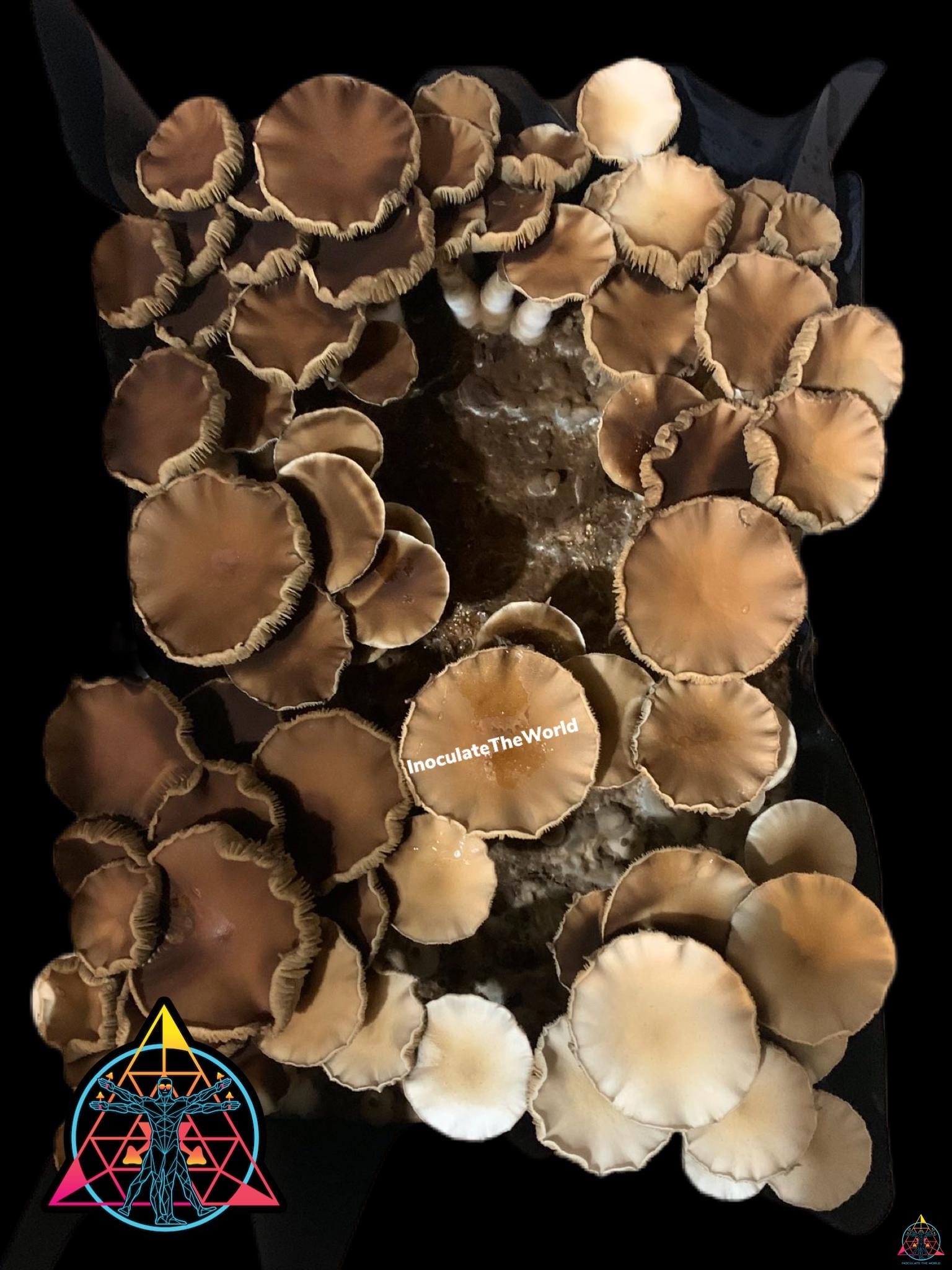 A large flush of Rusty Melmac Revert Isolated Spore Syringe