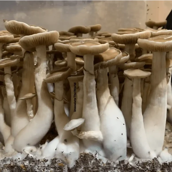 The side view of a flush of Rusty Melmac Revert mushrooms