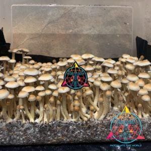 Nepal Chitwan Cubensis Spore Syringe