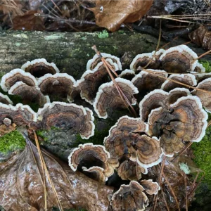 Turkey Tail mushrooms growing on a log in the wild