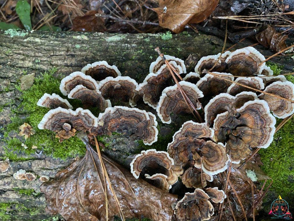 Turkey Tail mushrooms growing on a log in the wild