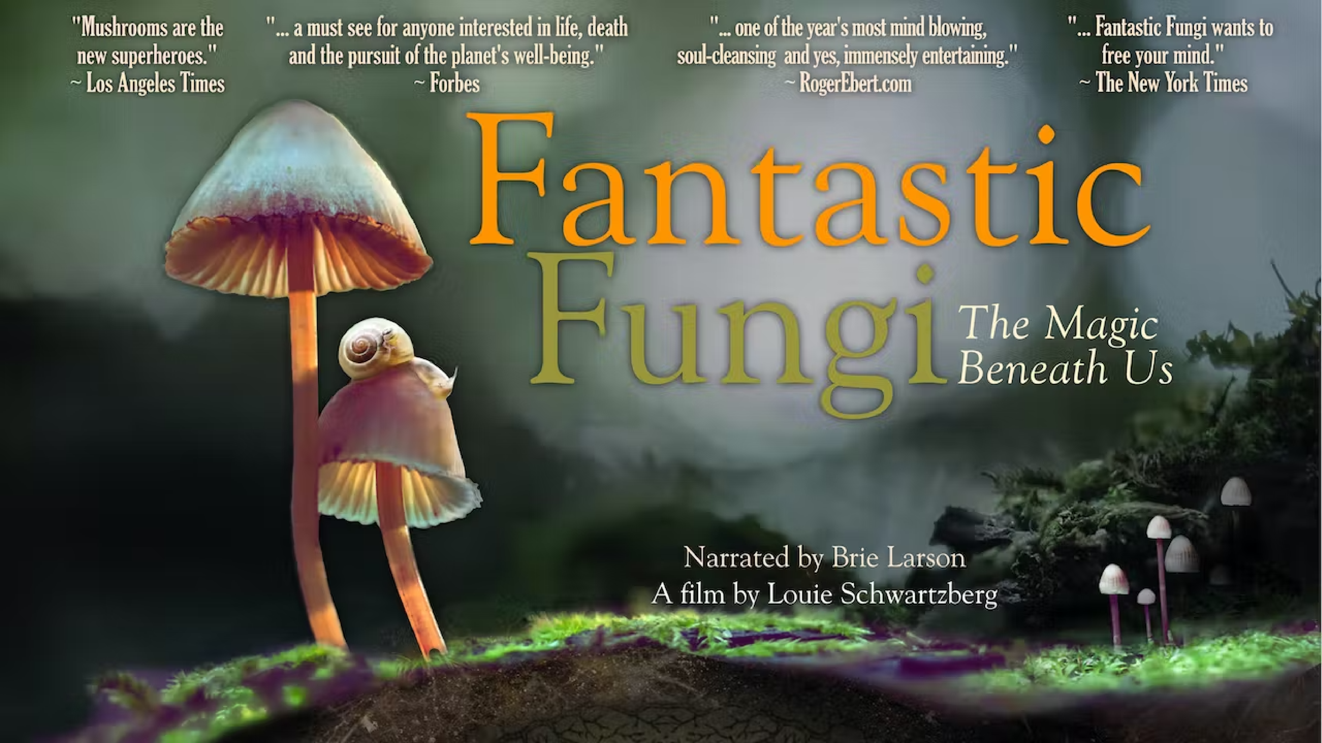 Fantastic Fungi Banner