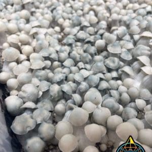 TAT “True Albino Teacher” (Ghost ISO) Spore Swab