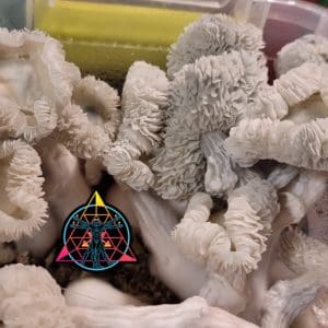 Maria Sabina Cubensis Spore Swab