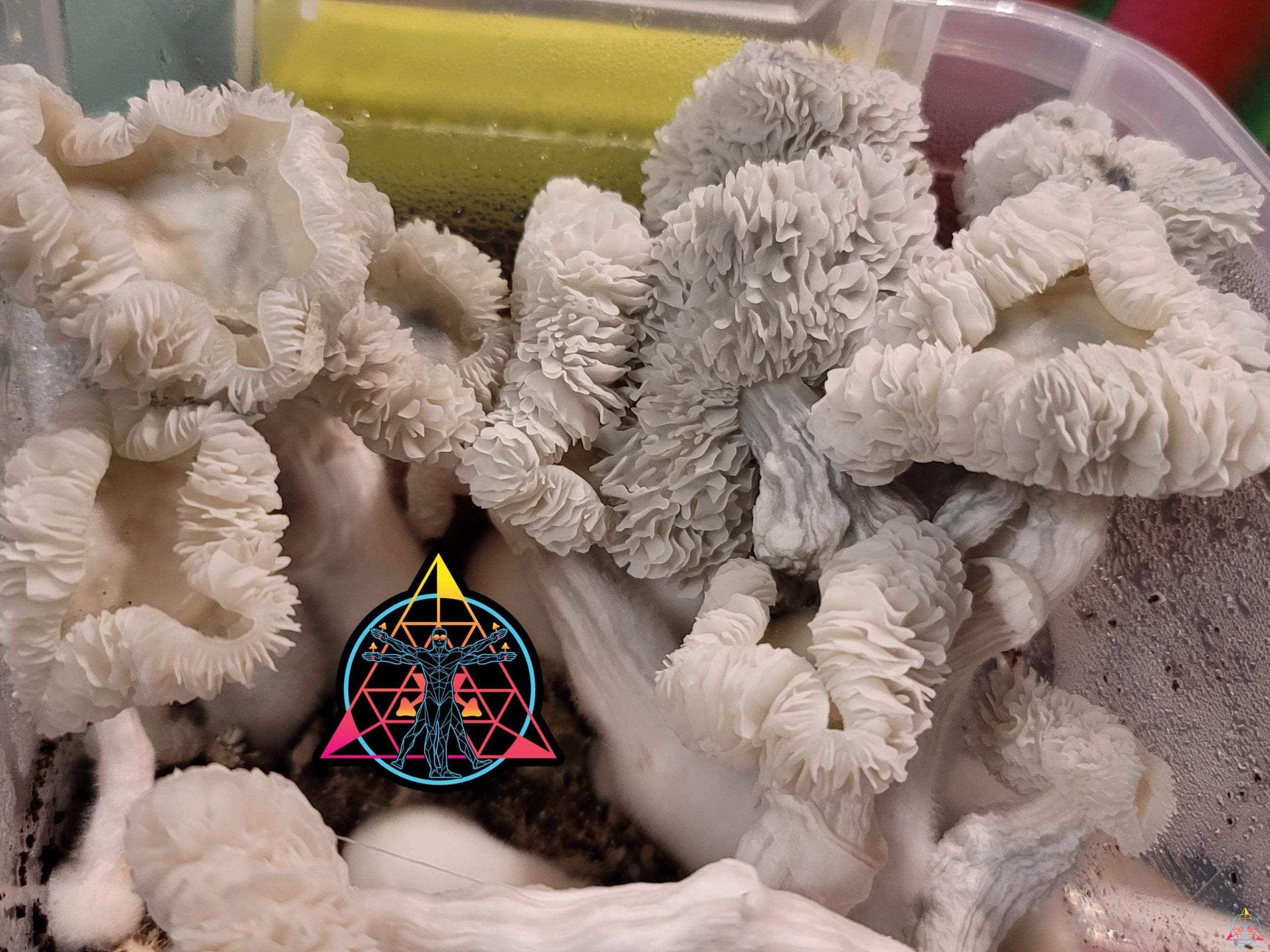 Maria Sabina Cubensis Spore Swab