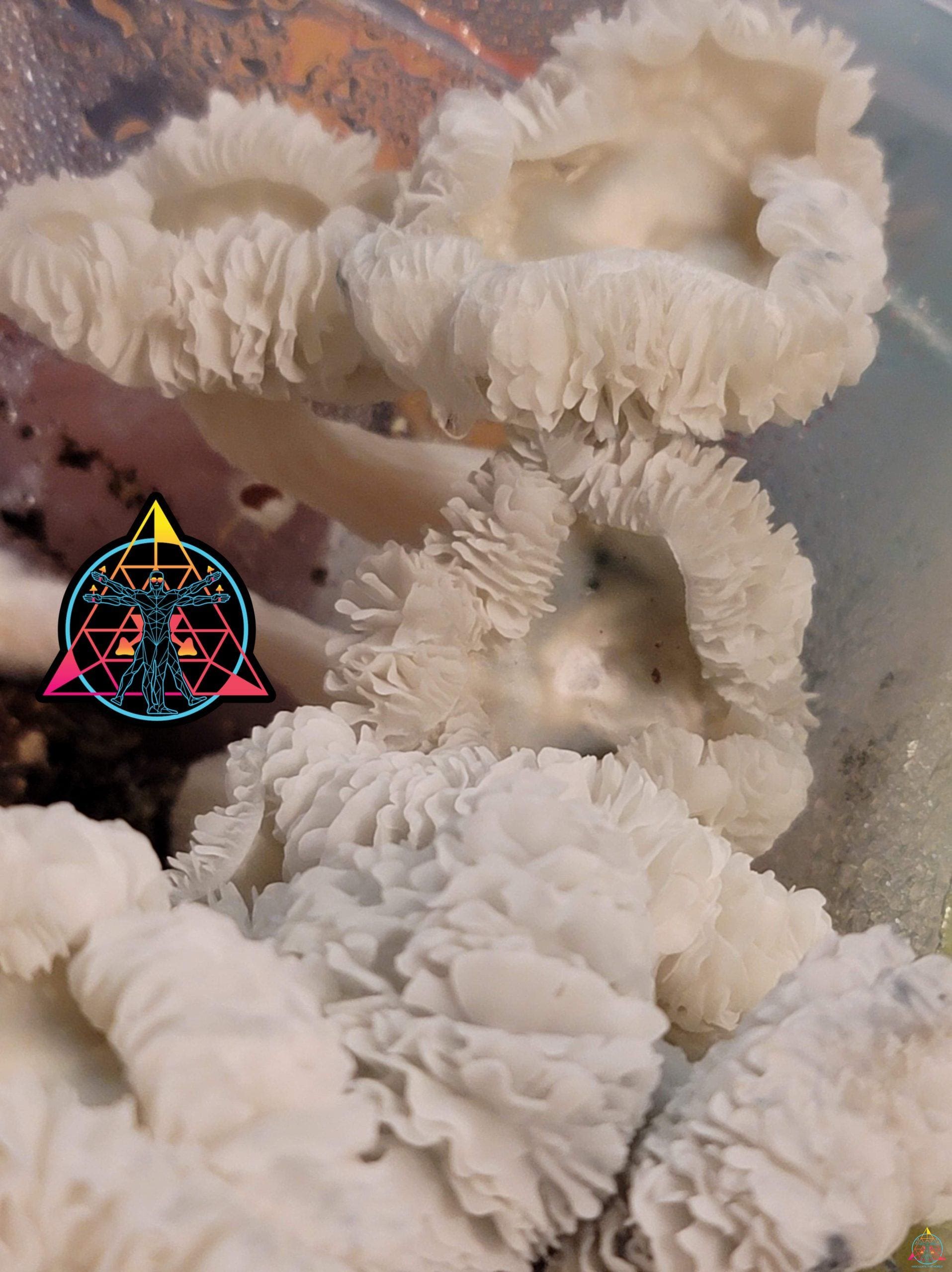 Maria Sabina Cubensis Spore Swab - Image 2