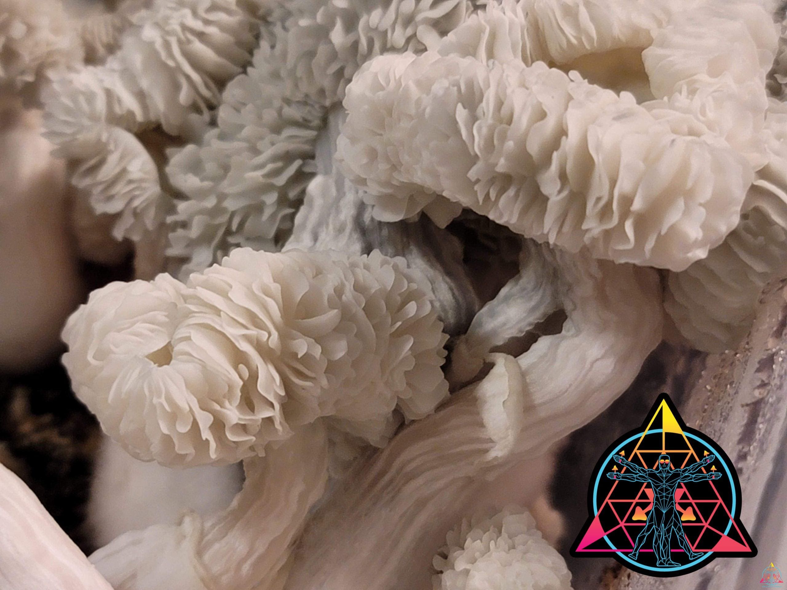Maria Sabina Cubensis Spore Swab - Image 3