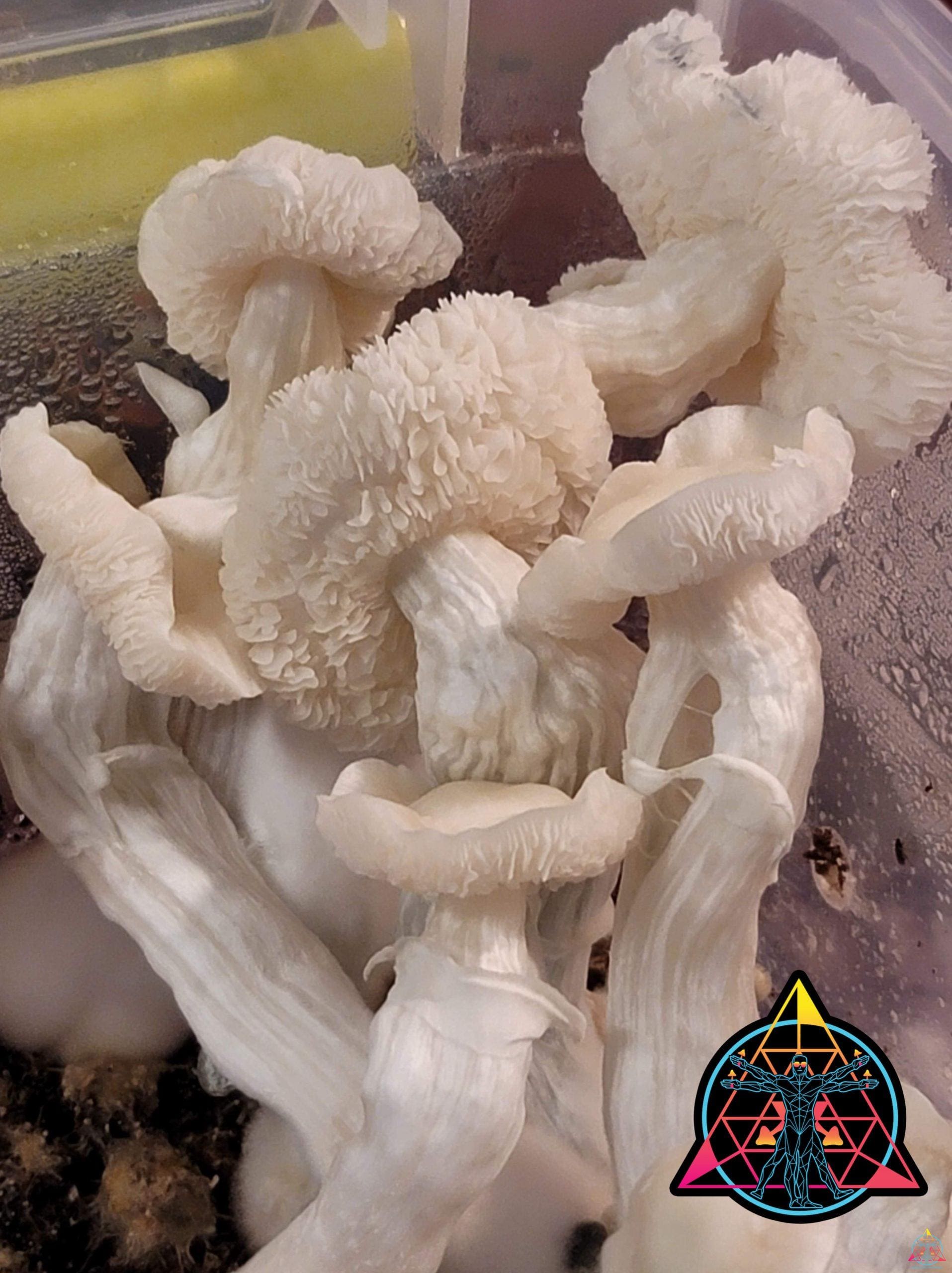 Maria Sabina Cubensis Spore Swab - Image 4