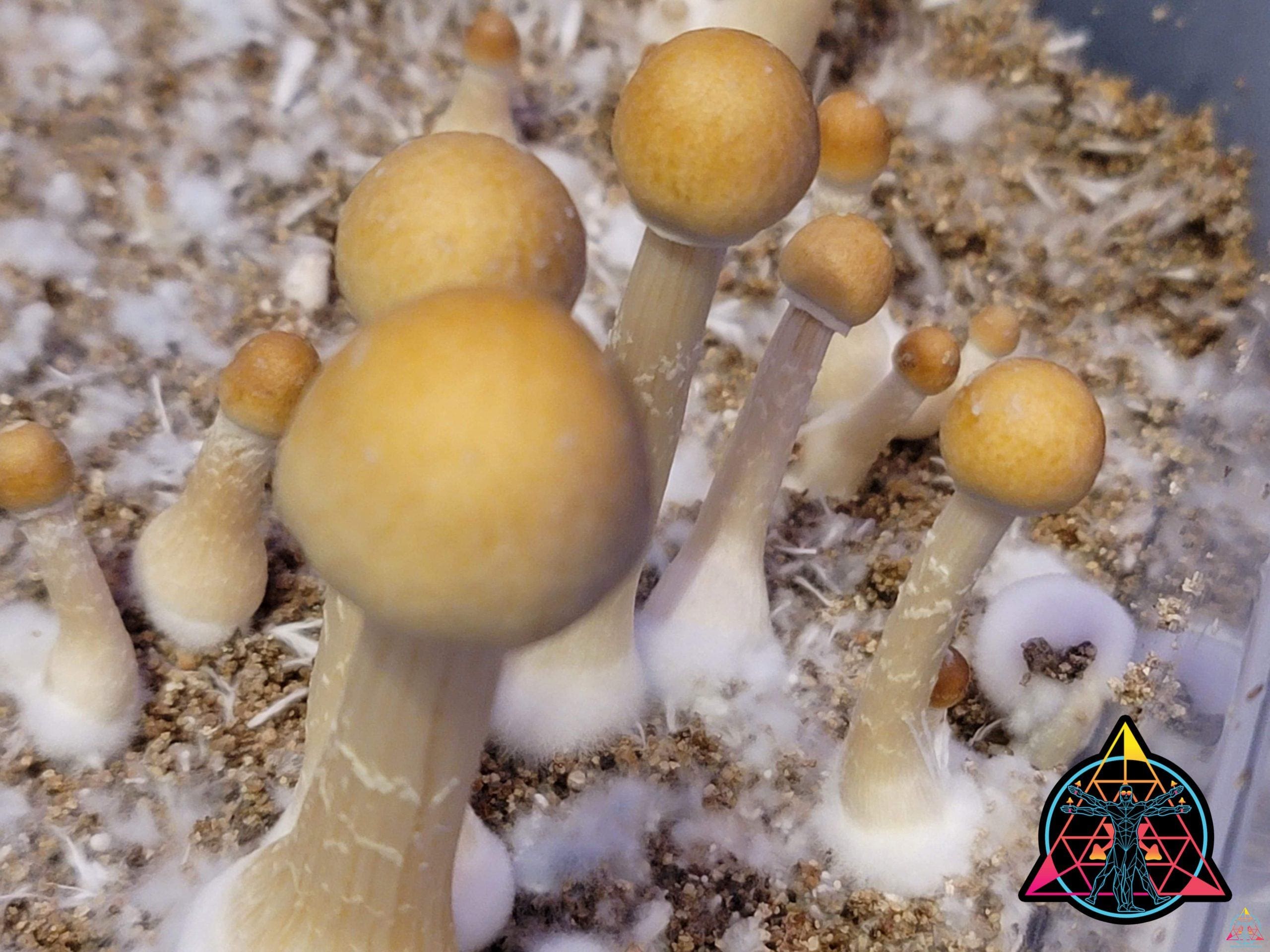 Mazatapec Spore Syringe - Image 3