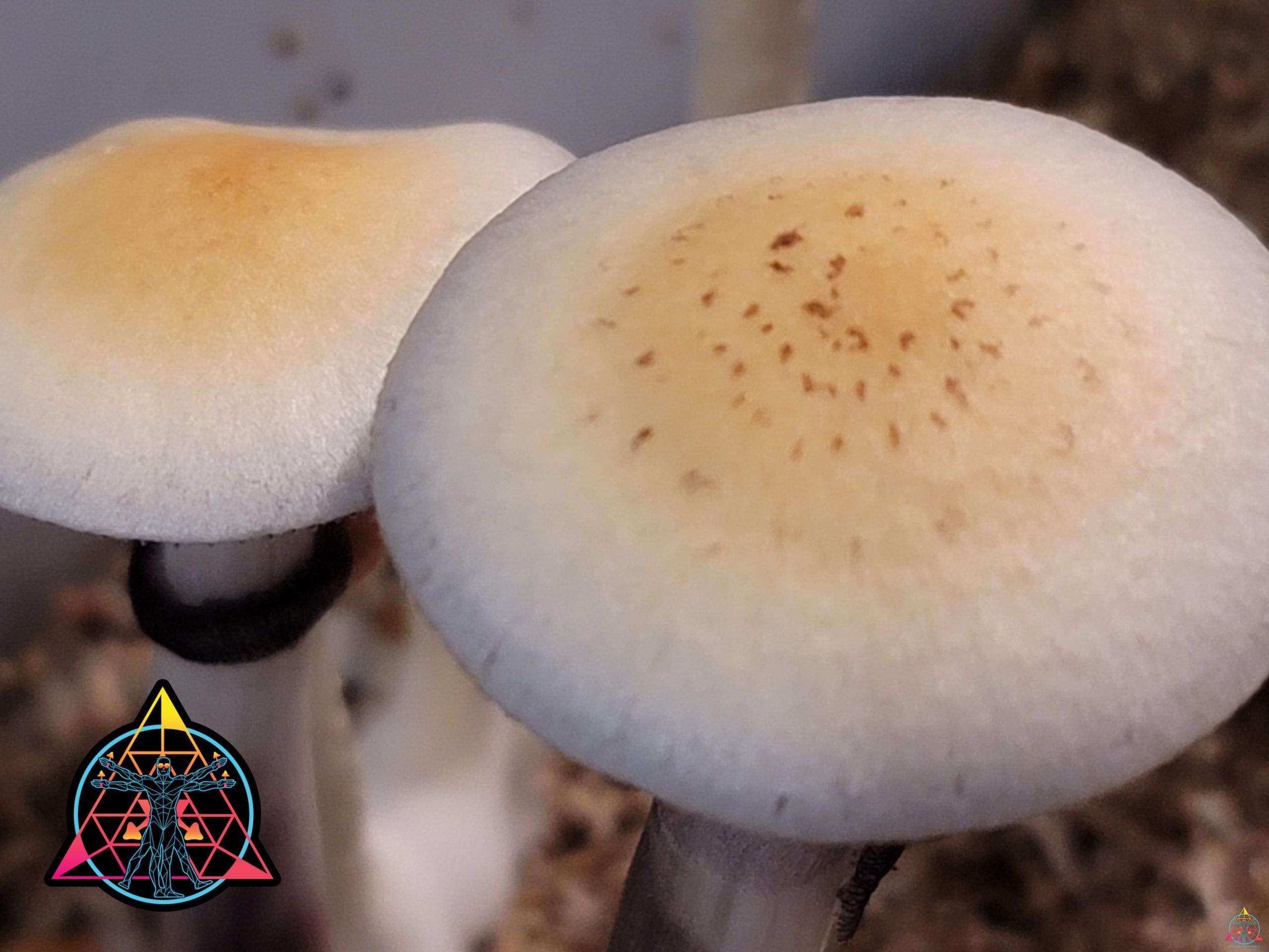 Mazatapec Spore Syringe - Image 4