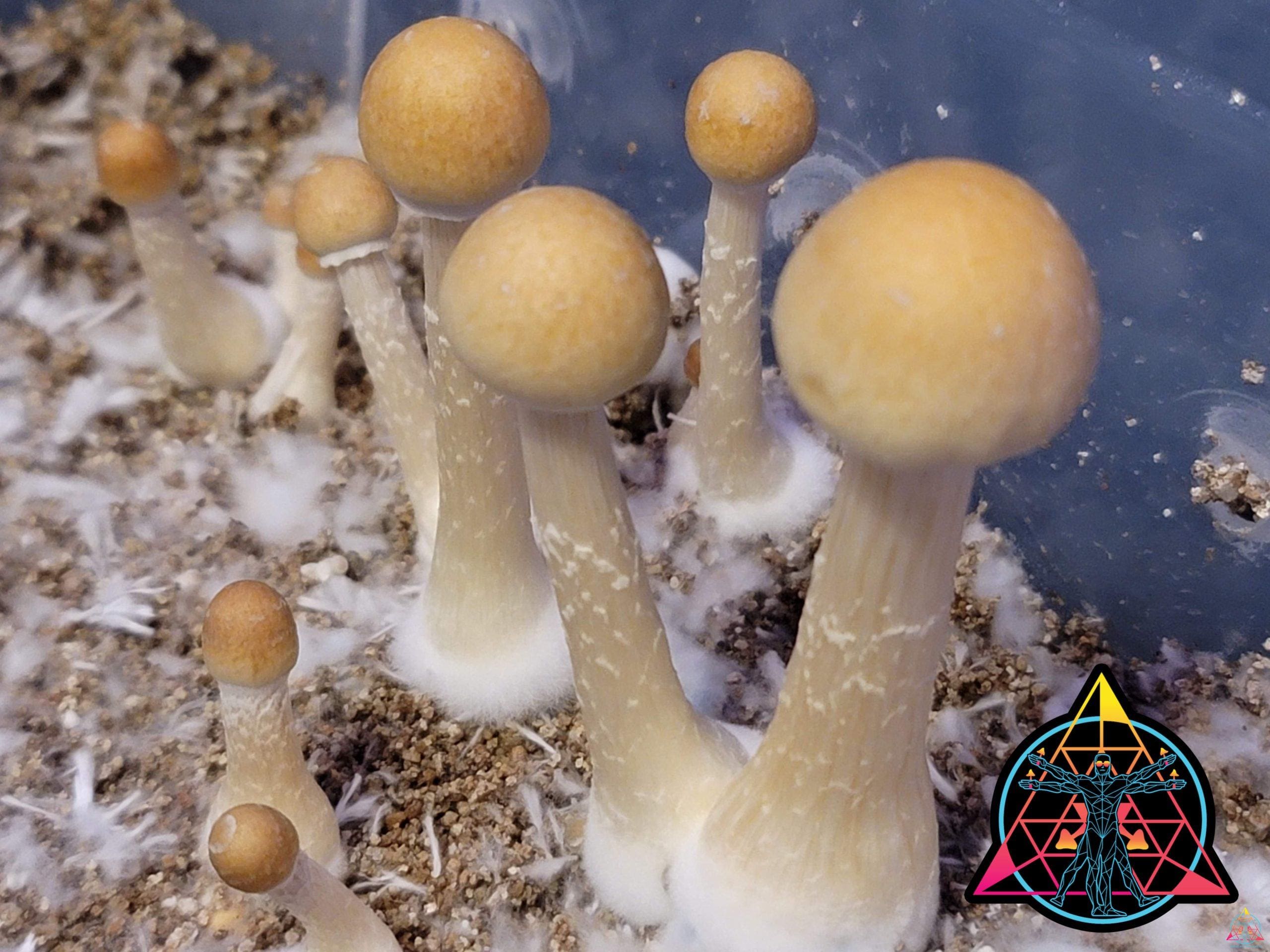 Mazatapec Spore Syringe