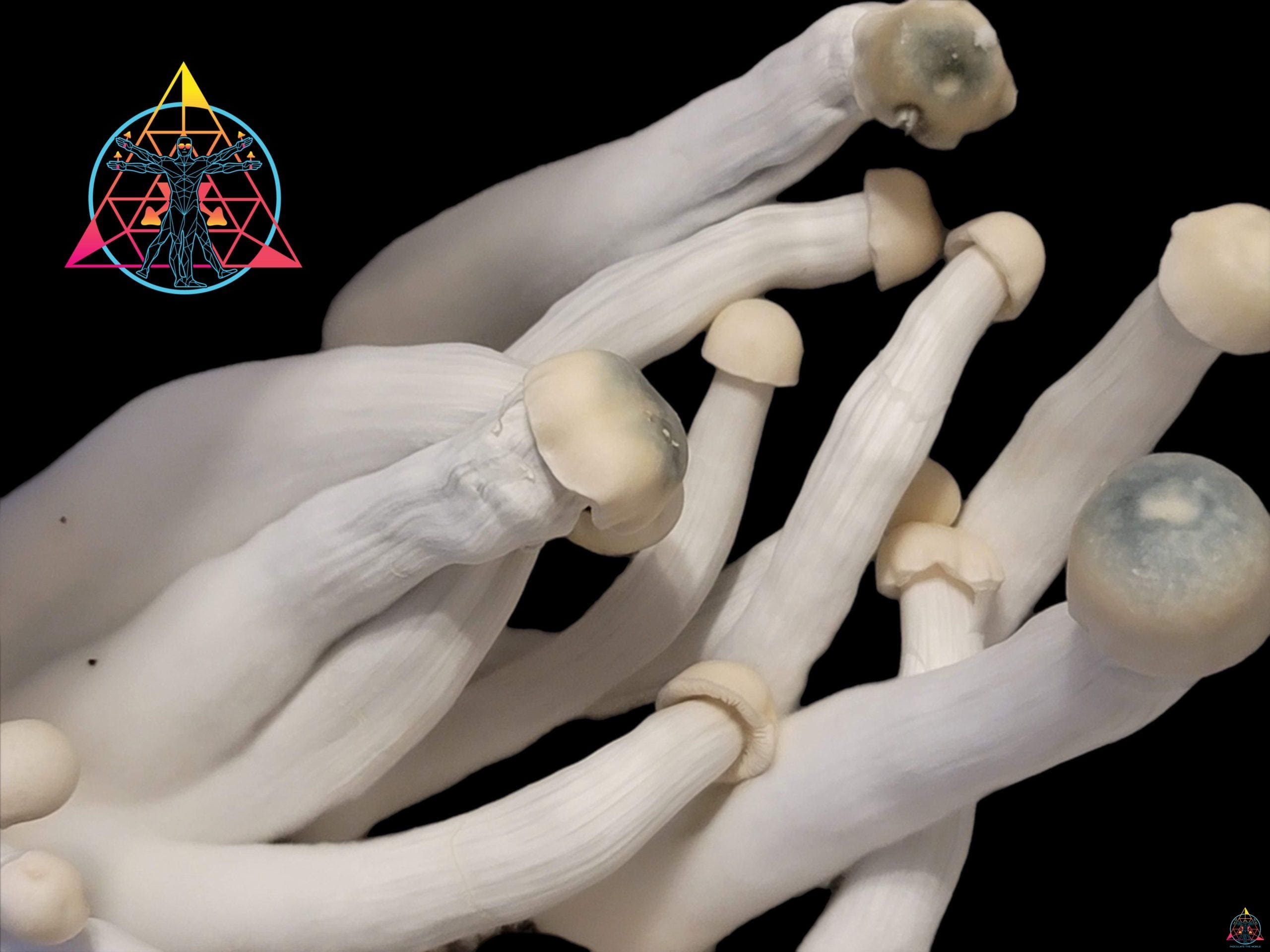 Yeti Isolated Spore Syringe - Image 2