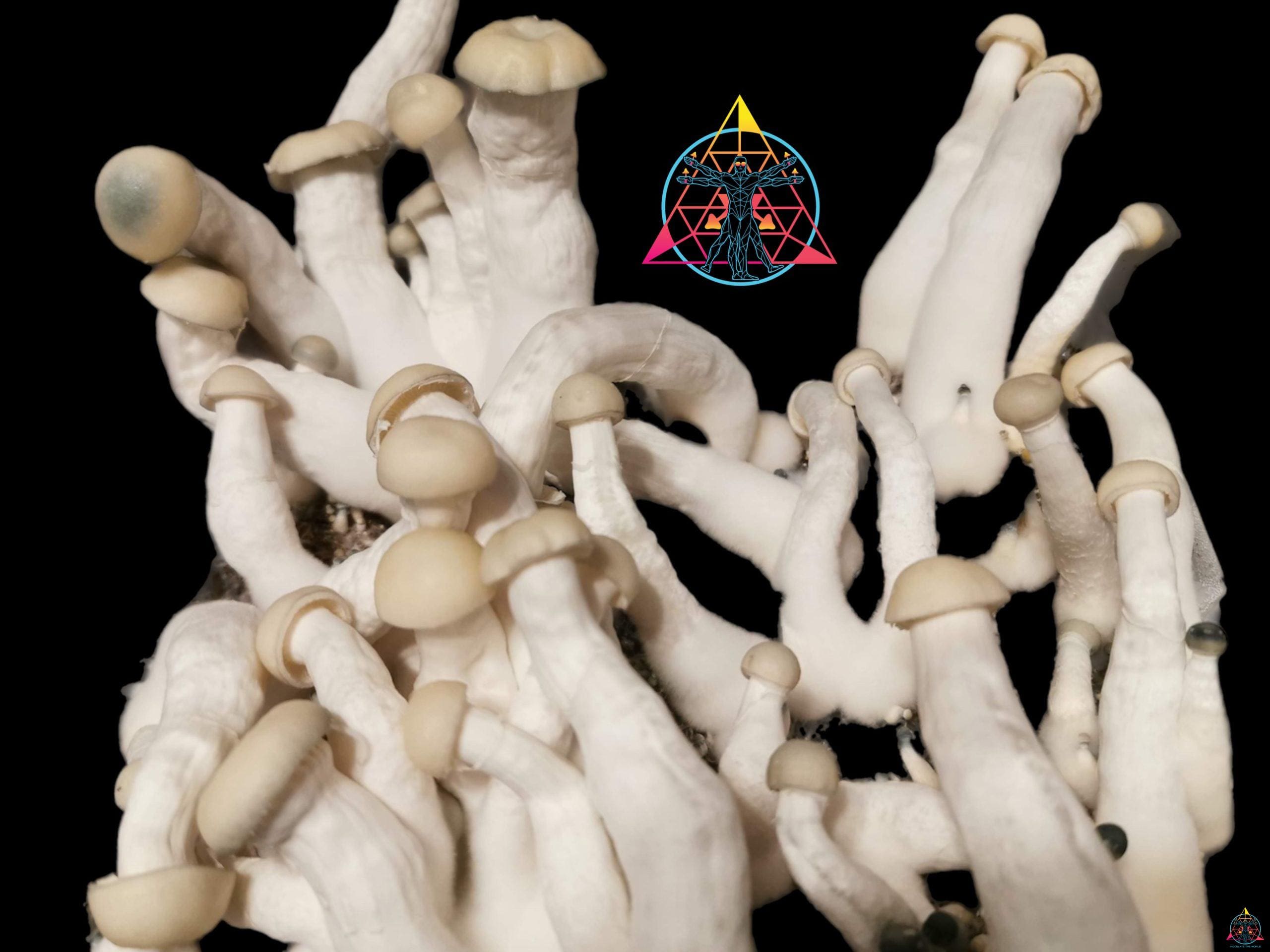 Yeti Isolated Spore Syringe