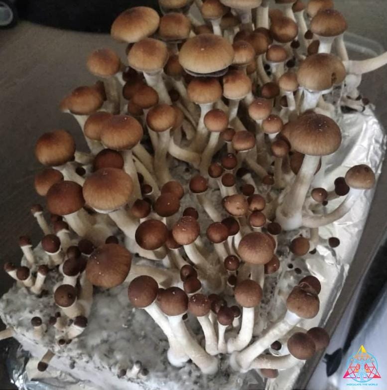 Mazatapec Spore Syringe - Image 2