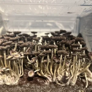 A large flush of Tak Mountain Cubensis Spore Syringe mushrooms.
