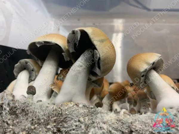 FCPE Isolated Spore Syringe - Image 2