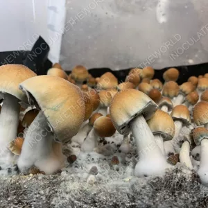 FCPE Isolated Spore Syringe