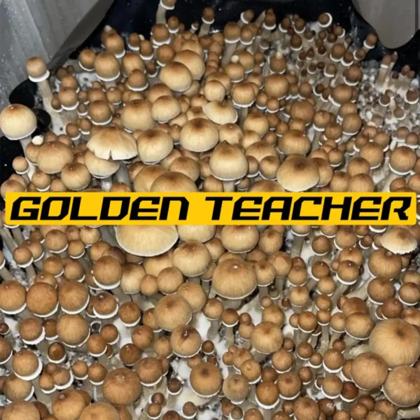 A large flush of Golden Teacher Cubensis mushrooms