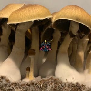 Purple Mystic Spore Swab