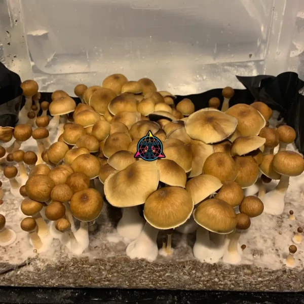 A large flush of Purple Mystic Cubensis mushrooms.