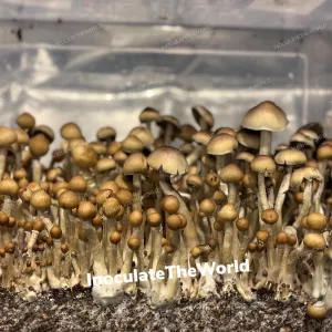 E4K Isolated Spore Syringe