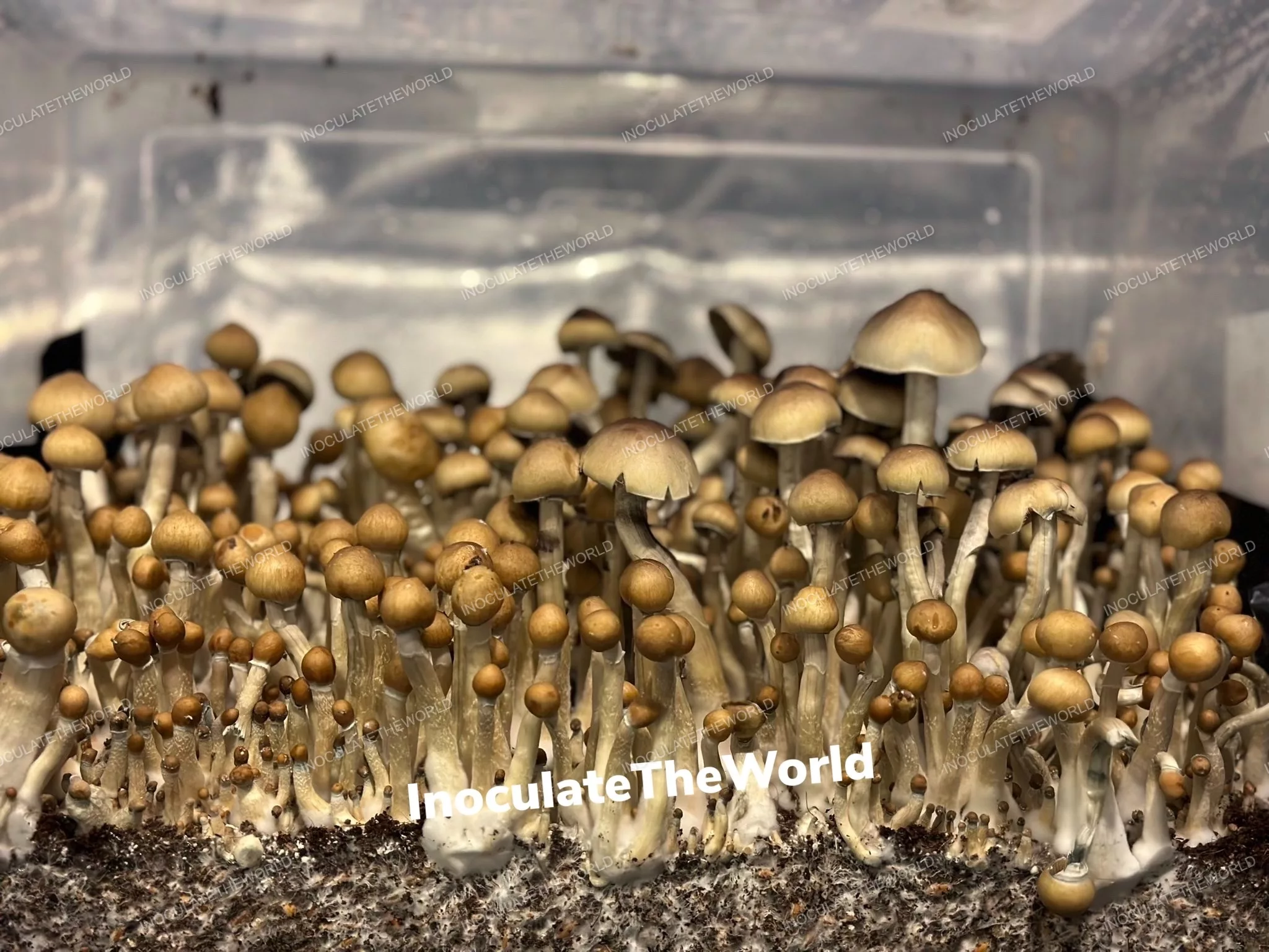 E4K Isolated Spore Syringe
