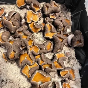 Little Flowers Koh Samui Isolated Spore Syringe