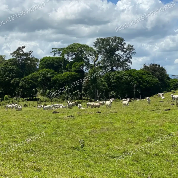 A green cow pasture with trees in the background