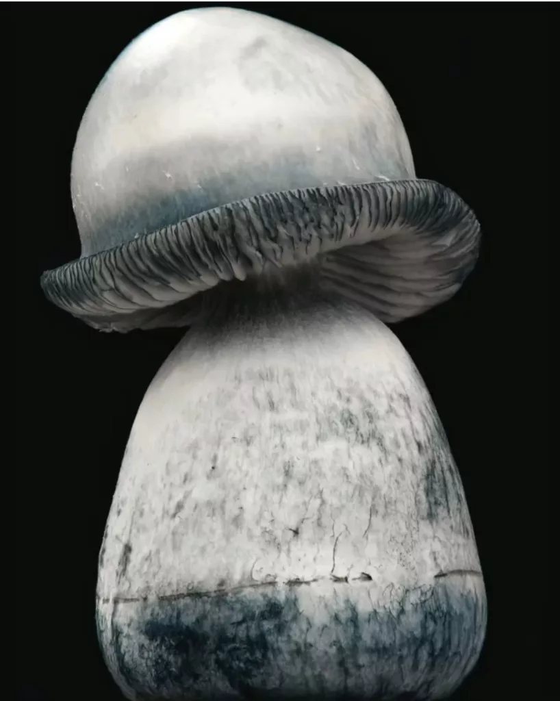 Albino Penis Envy mushroom white with blue bruising