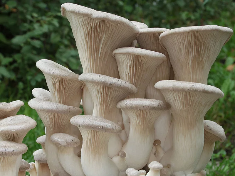 King Oyster mushroom cluster