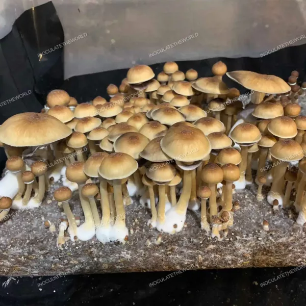 Large flush of blue meanie cubensis mushrooms in a tub