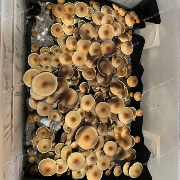 Large flush of blue meanie cubensis mushrooms in a tub
