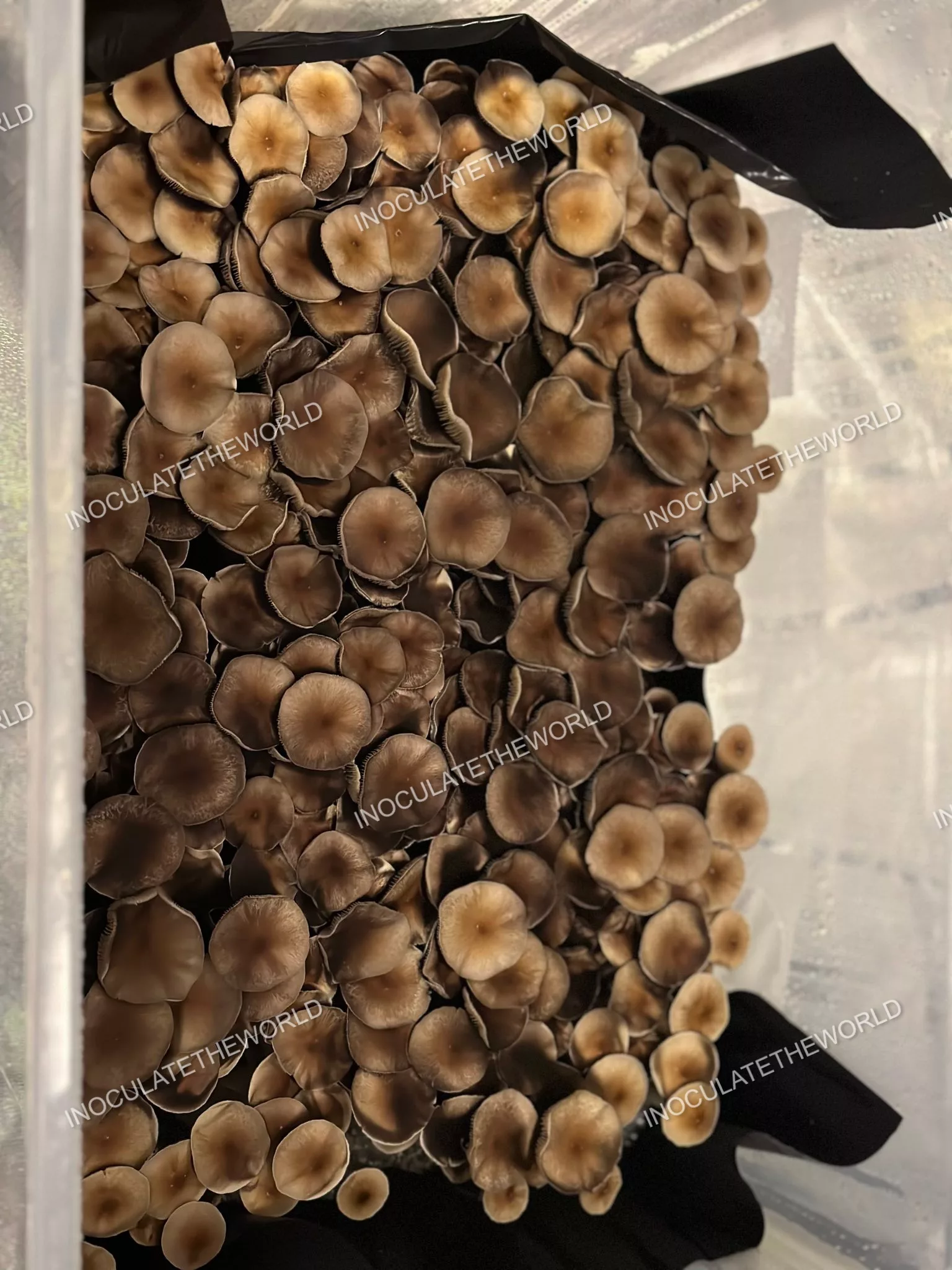 Puerto Rico Cubensis Spore Syringe - Image 2