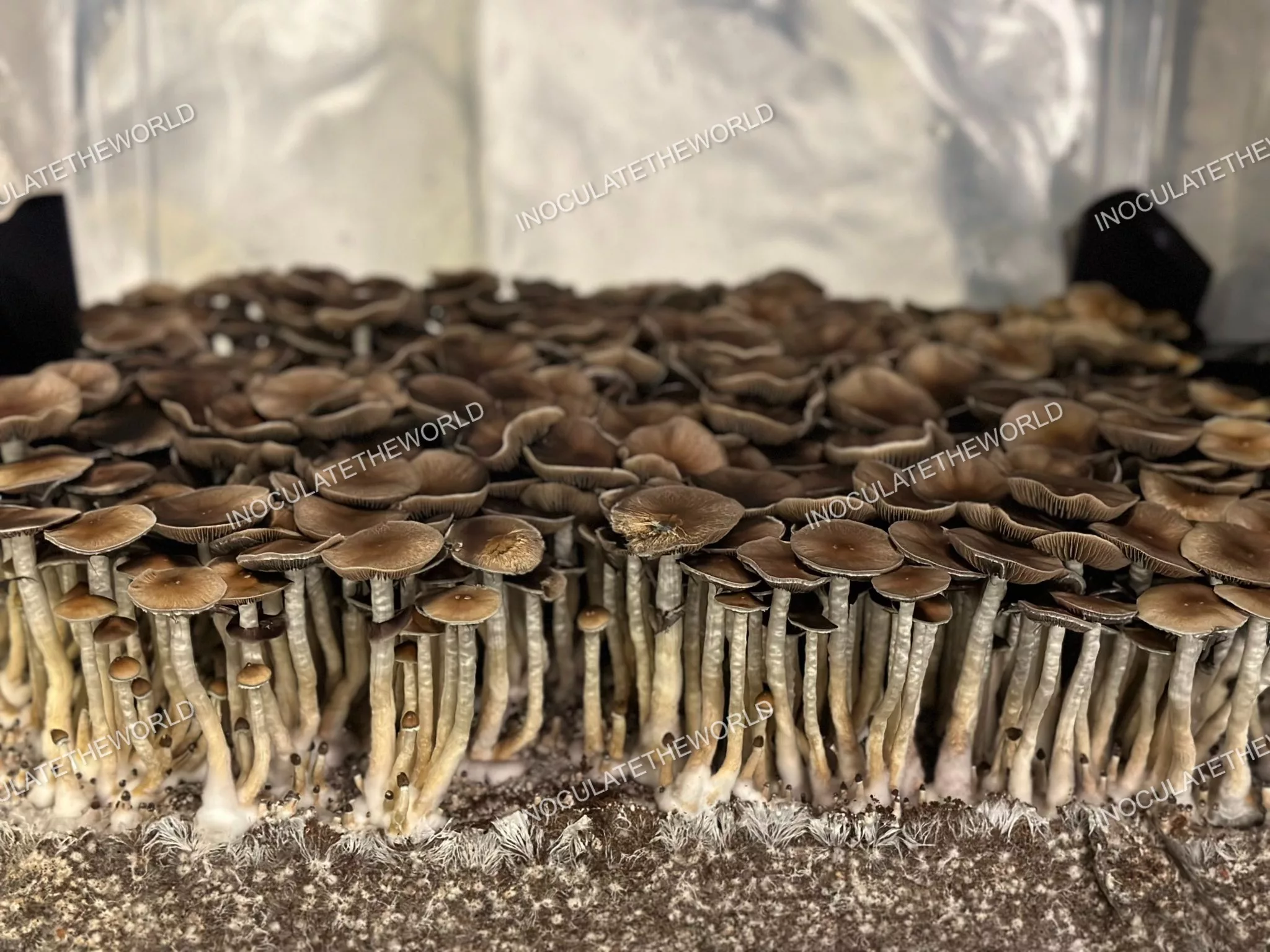 Puerto Rico Cubensis Spore Syringe - Image 3