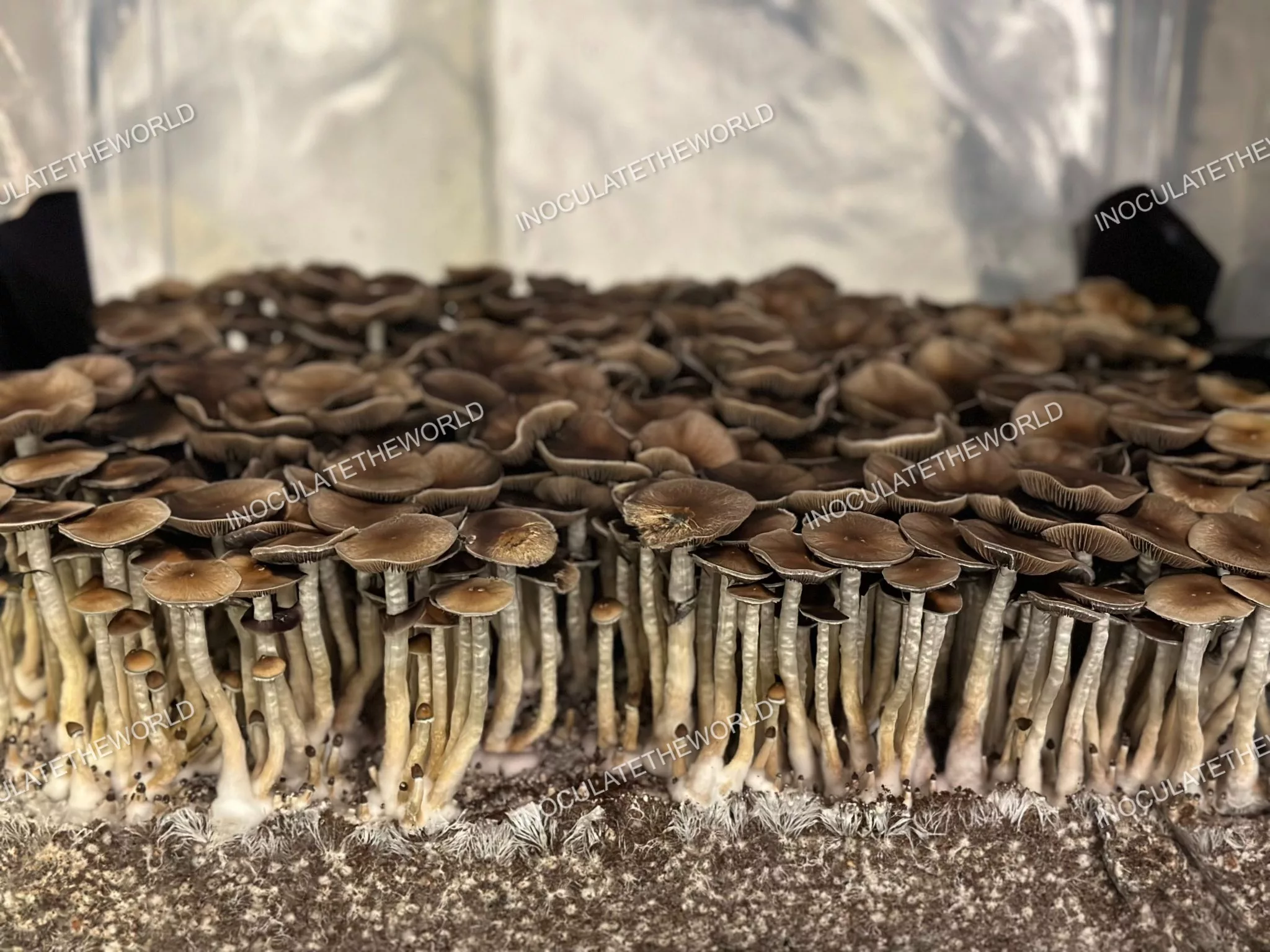 Puerto Rico Cubensis Spore Syringe - Image 5