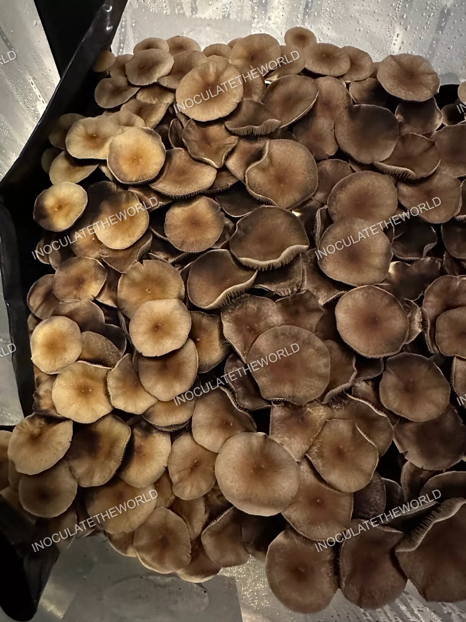 Puerto Rico Cubensis Spore Syringe - Image 7