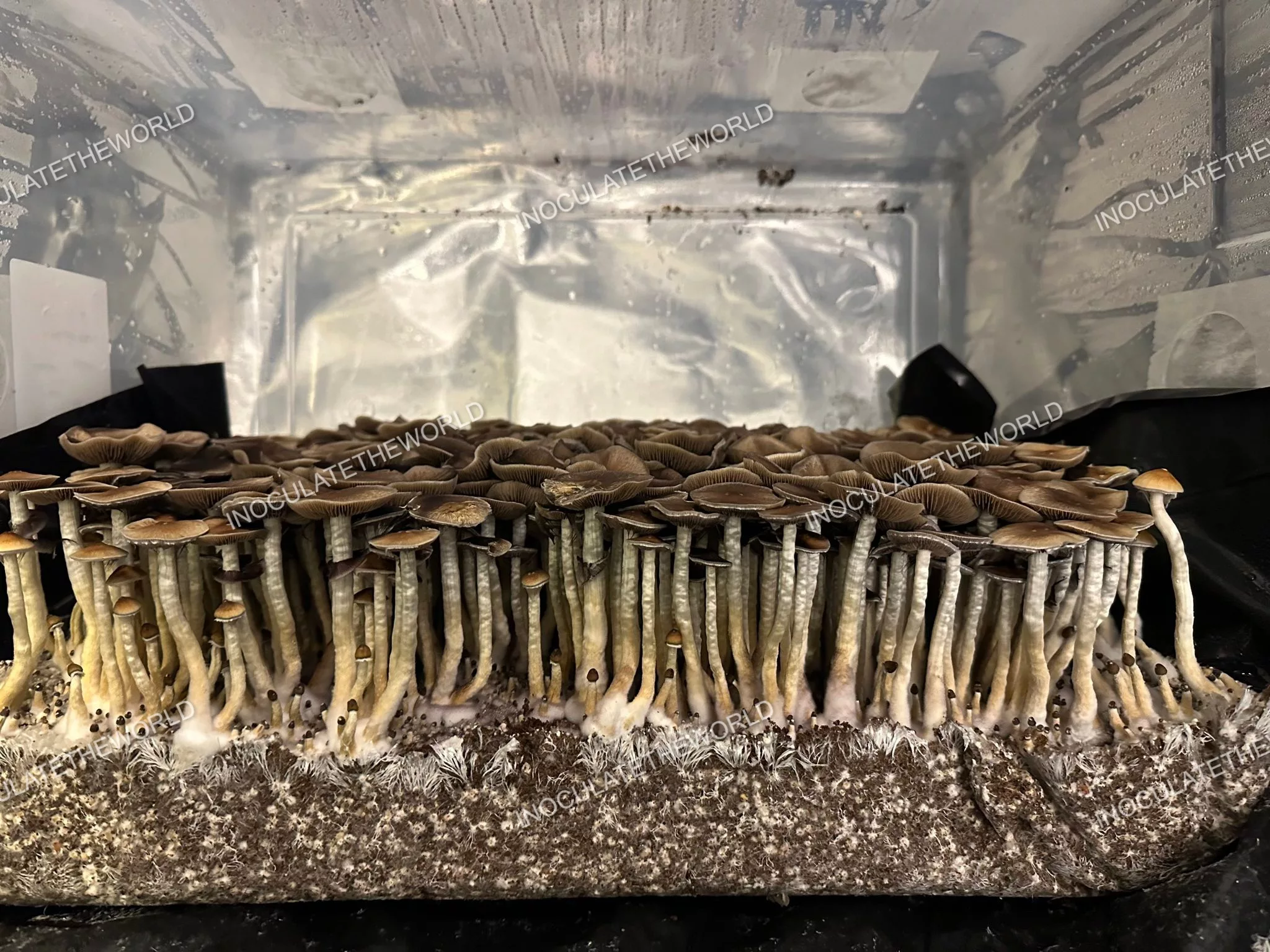 Puerto Rico Cubensis Spore Syringe - Image 8