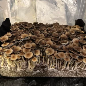 Puerto Rico Cubensis Spore Syringe