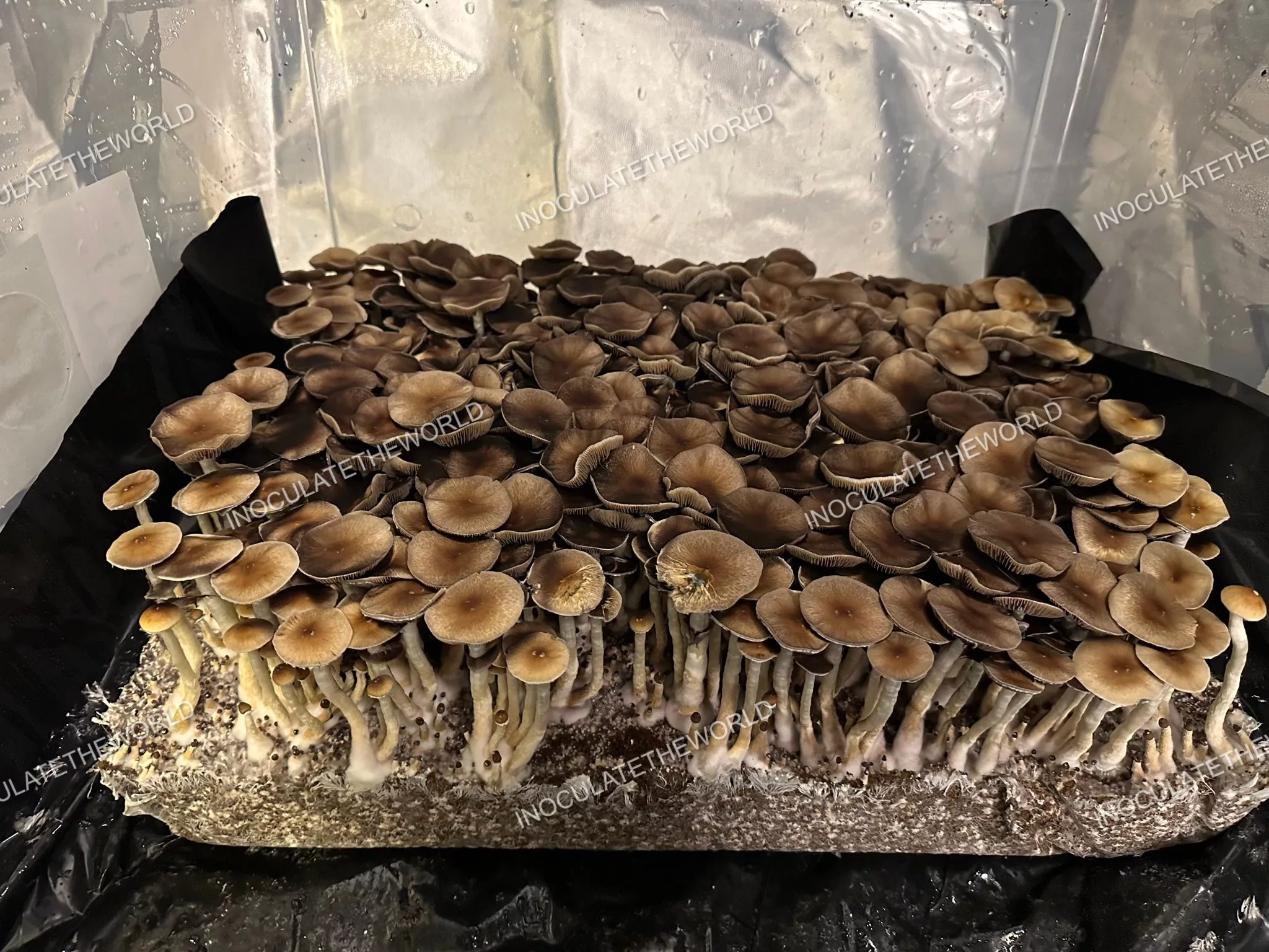 Puerto Rico Cubensis Spore Syringe