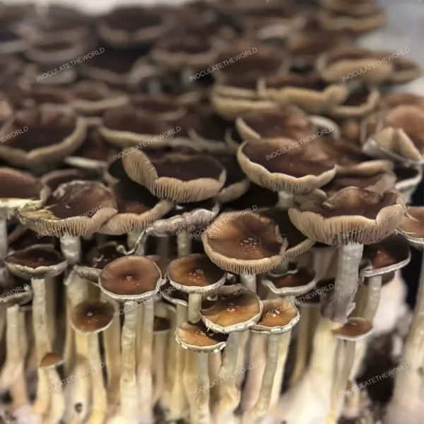 Large flush of Oakridge cubensis mushrooms in a tub