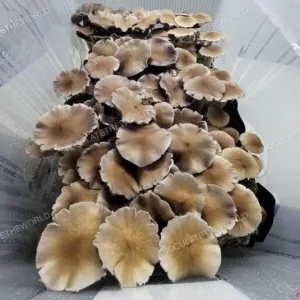 Large flush of full moon party cubensis mushrooms in a tub