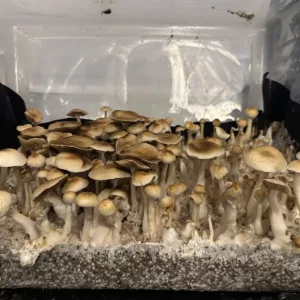 Large flush of Golden Halo cubensis mushrooms in a tub