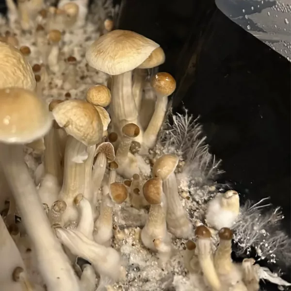 Large flush of Golden Halo cubensis mushrooms in a tub
