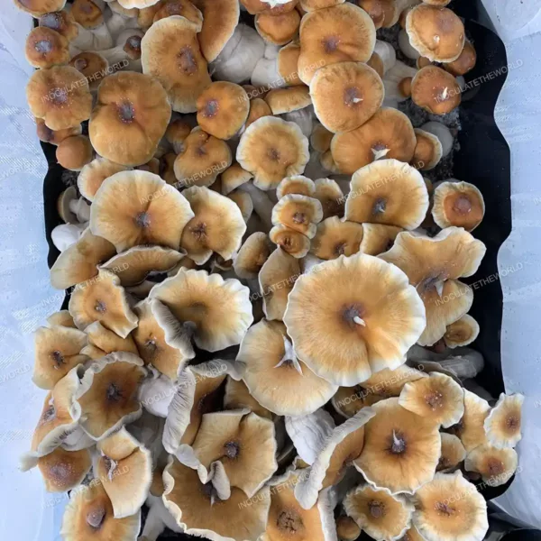 Large flush of hillbilly pumpkin cubensis mushrooms in a tub